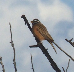 Emberiza tahapisi