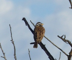 Emberiza tahapisi