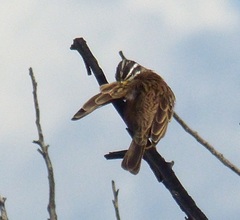 Emberiza tahapisi