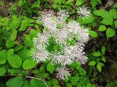 Thalictrum aquilegiifolium sibiricum