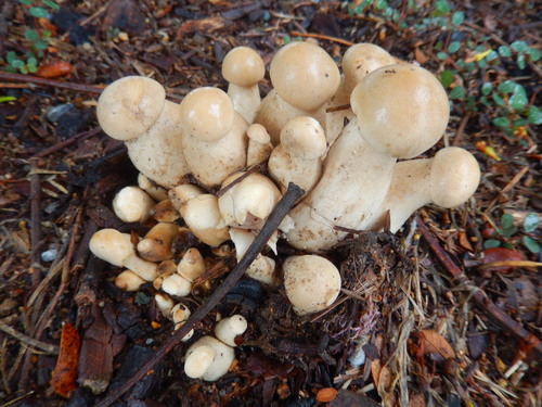Macrocybe crassa