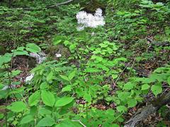 Thalictrum aquilegiifolium sibiricum