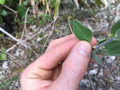 Jacquemontia havanensis