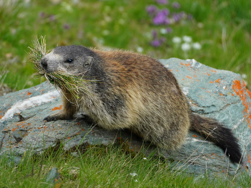 Alpine Marmot (Marmota marmota)