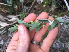 Jacquemontia havanensis