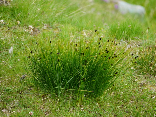 Image of Juncus jacquinii by (c) Patrick Hacker, some rights reserved (CC BY)