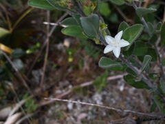 Jacquemontia havanensis