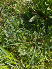 Anchusa arvensis