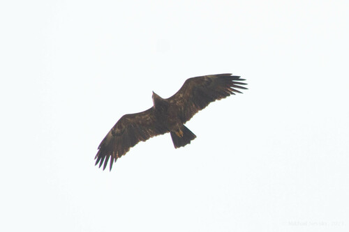 Águila pomerana (Clanga pomarina)