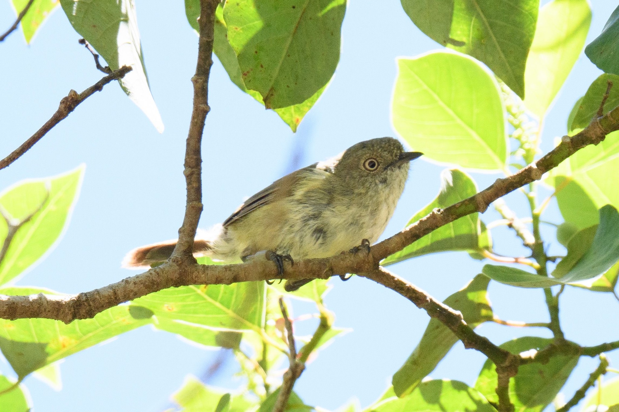 Mountain Thornbill (Acanthiza katherina), photo 5