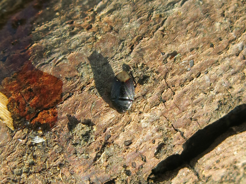 Cydnidae