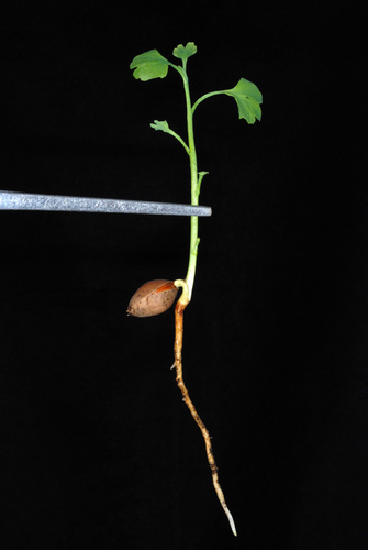 Ginkgo biloba