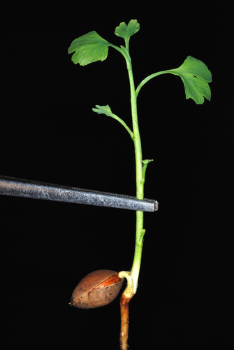 Ginkgo biloba