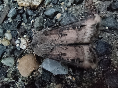Agrotis ipsilon