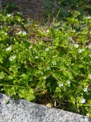 Stellaria media