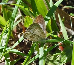 Catopyrops florinda