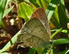 Catopyrops florinda