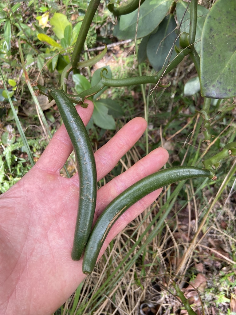 Vanilla poitaei