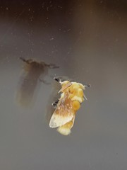 Megalopyge bissesa