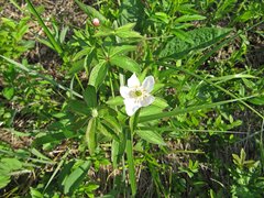 Anemonastrum dichotomum