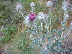 Cirsium occidentale occidentale
