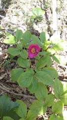Paeonia caucasica