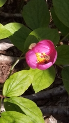 Paeonia caucasica