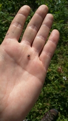 Dermacentor occidentalis