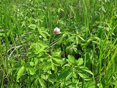Anemonastrum dichotomum