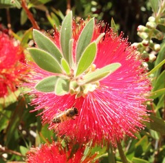 Apis mellifera
