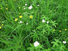 Anemonastrum dichotomum