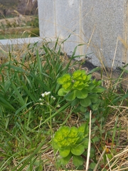 Euphorbia helioscopia