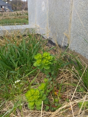 Euphorbia helioscopia