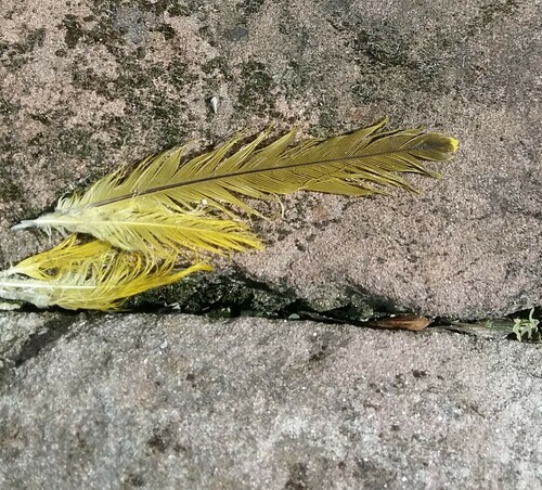 Plume de Loriot d'Europe