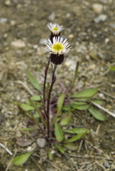 Erigeron elatus