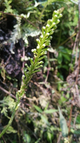 Goodyera procera (Goodyera procera)