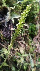 Goodyera procera
