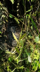 Goodyera procera