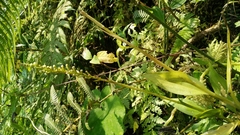 Goodyera procera