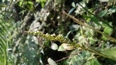 Goodyera procera