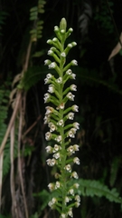 Goodyera procera