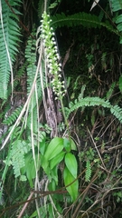 Goodyera procera