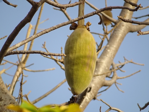 African baobab