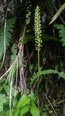 Goodyera procera