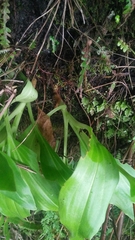 Goodyera procera