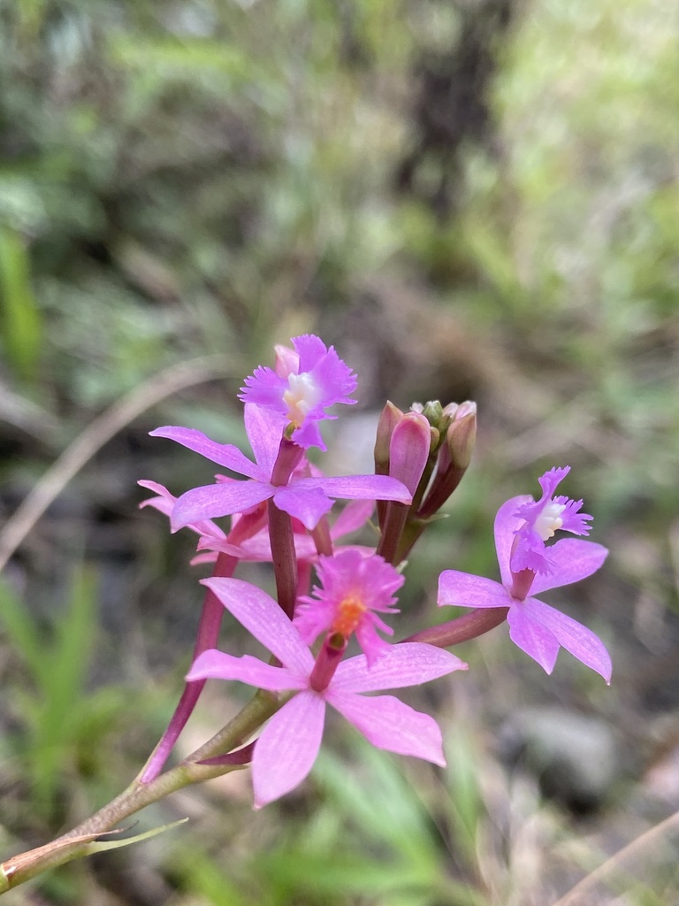 Epidendrum ackermanii