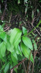 Goodyera procera
