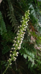 Goodyera procera