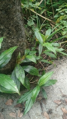 Tricyrtis