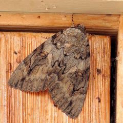 Catocala neogama euphemia